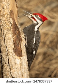 畅享咚漫漫画在线看，尽情探索精彩故事世界