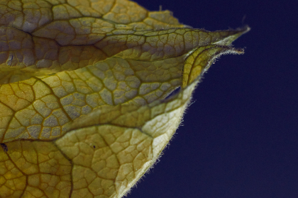 红领巾变身时尚抹胸，青春潮流新选择