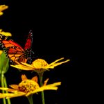 畅享动漫世界:免费高清动漫网站推荐与资源分享 f9aga