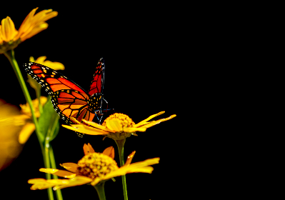 畅享动漫世界：免费高清动漫网站推荐与资源分享