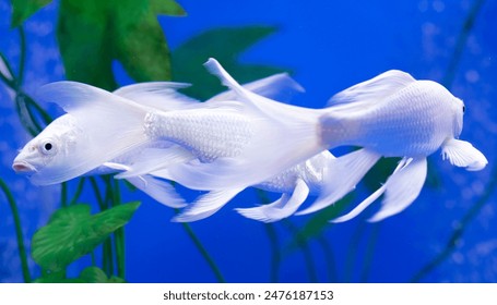 畅享在线观看特色大片的免费资源网站推荐