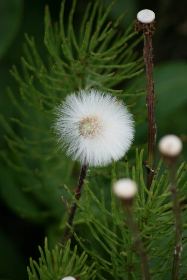 红杏视频：探索多元文化与创意内容的视听盛宴