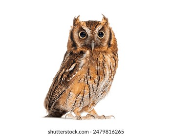 糖心vlog电脑版安装：详细步骤与注意事项分享